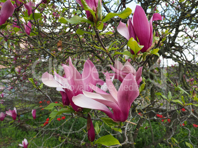 Magnolia tree flower