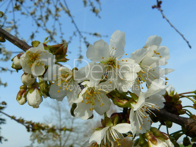 Kirschblüten