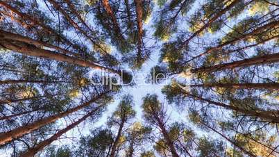 Looking up into pine forest canopy