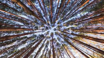 Looking up into pine forest canopy, ultra wide angle