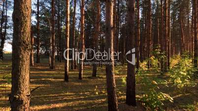 Panoramic shot in the pine forest at sundown