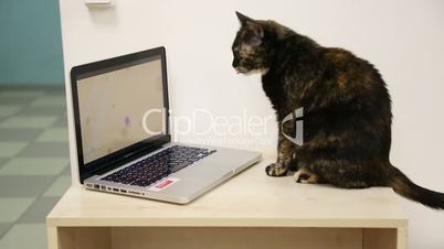 Cat sits at the laptop computer on table