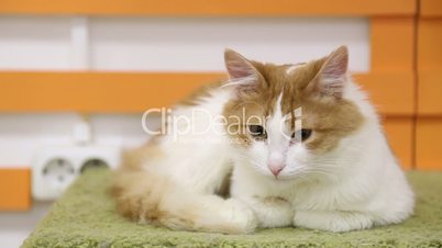 White and red cat rests on a cushion and goes to sleep