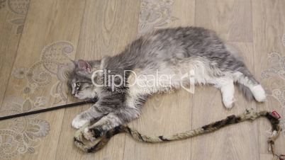Gray cat lies on the floor