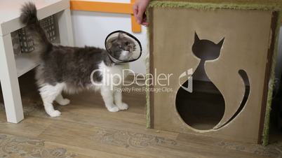 Cat with injury is being educated at scratching post
