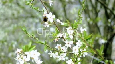 bumblebee is collecting nectar on white cherry flowers