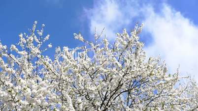 The branch of blossoming cherry sways in the wind