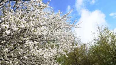 The branch of blossoming cherry sways in the wind
