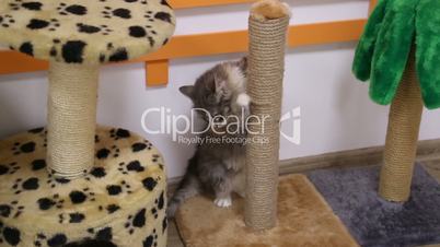 Little gray cat playing at scratching post