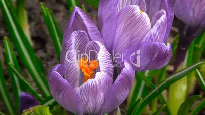 The first spring flowers