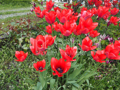 Red Tulips flower