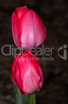 Tulpen