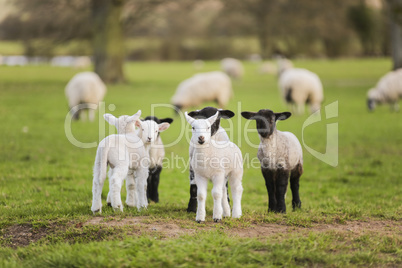 Spring Lambs Baby Sheep in A Field