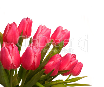 Pink tulips on white