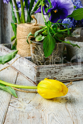 Spring decorative flowers