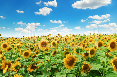 Sunflower field and blue sky