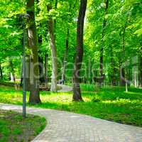summer park with beautiful walking paths