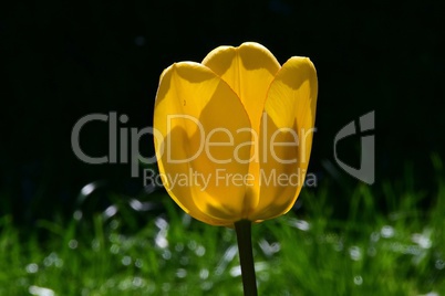Gelbe Tulpe im Gegenlicht