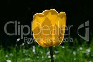 Gelbe Tulpe im Gegenlicht