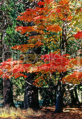 Autumn Forest Autumn Forest