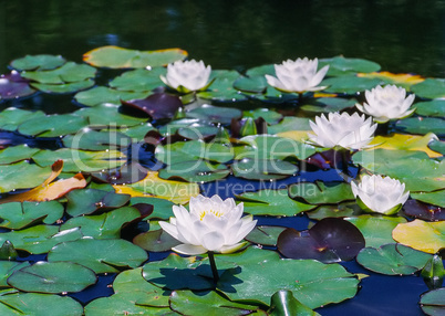 Water Lily