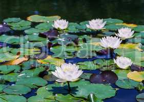 Water Lily