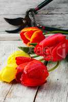bouquet of cut tulips
