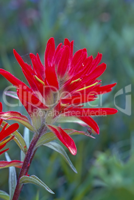 Indian Paintbrush