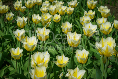 yellow and white tulips