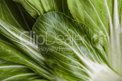 Fresh Bok Choy