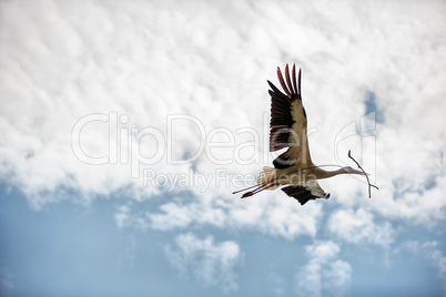 Storch mit Nestmaterial