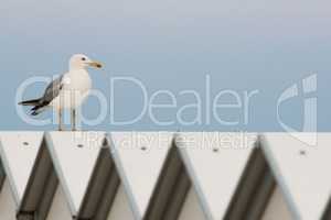 Seagull on beach cabana