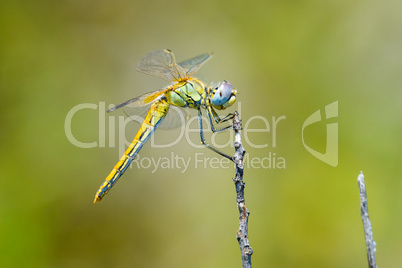 Yellow dragonfly