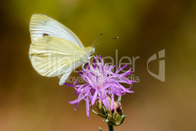 Small Cabbage White