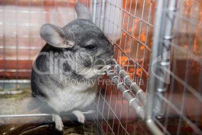 chinchilla