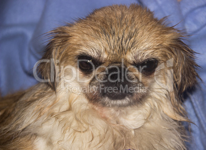 wet pekingese dog