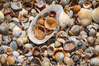 Many sea shells on a beach summer background.