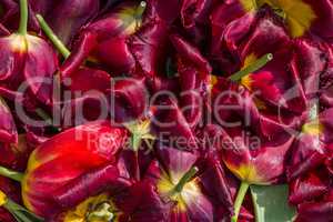 background cut wilted tulips