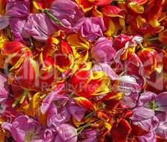 background cut wilted tulips