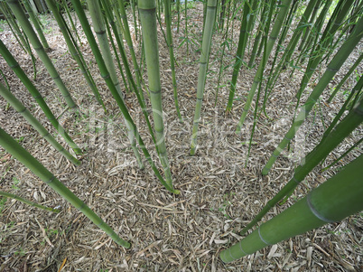 Bamboo tree perspective