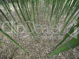 Bamboo tree perspective