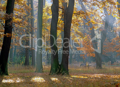 Autumn Forest