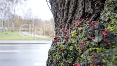 Tree at springtime with little growing branches