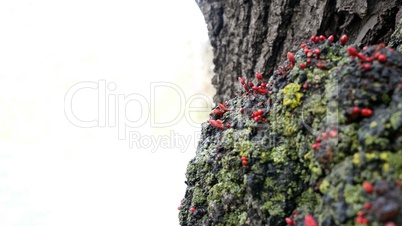 Tree at springtime isolated