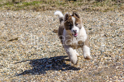 Dog on walk