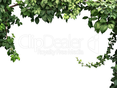 frame of the climbing plant isolated on white background