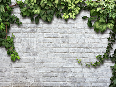 climbing plant on the white brick wall