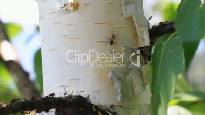 Ants on a Tree_