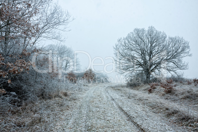 Frozen forest