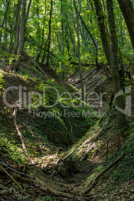 Beech Forest in spring